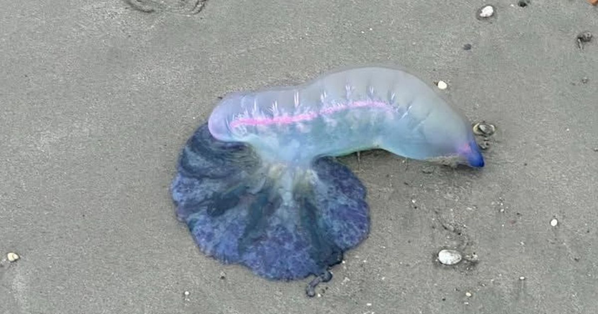 Warning as deadly man o' war washes up on UK beach - The Mirror